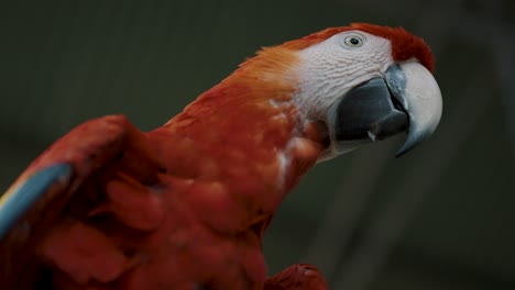 Hübscher-Roter-Ara-Papagei,-Der-Sich-Bei-Sonnenlicht-Mit-Schönen-Augen-Umsieht,-Nahaufnahme