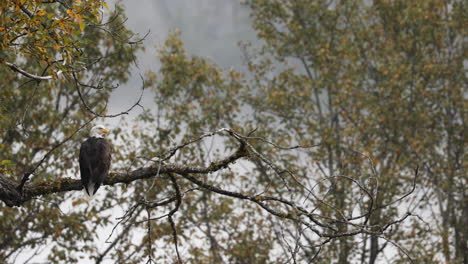 Águila-Calva-Posada-En-La-Rama-De-Un-árbol-En-La-Selva-Tropical-Del-Gran-Oso-En-Columbia-Británica,-Canadá