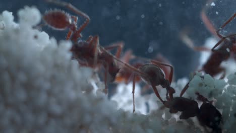 Closeup-macro-of-harvester-ants-hard-at-work-in-their-ant-farm