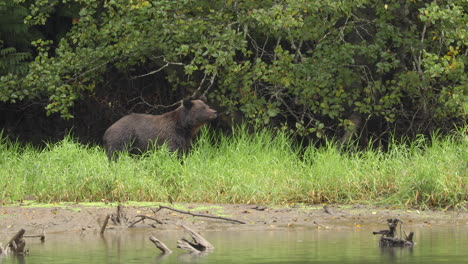Grizzly-Bear-grazing-on-riverbank,-Great-Bear-Rainforest,-British-Columbia