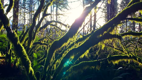 Pan-up-of-mossy-green-limbs-with-the-sun-in-the-background