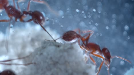 Closeup-macro-of-harvester-ants-hard-at-work-in-their-ant-farm