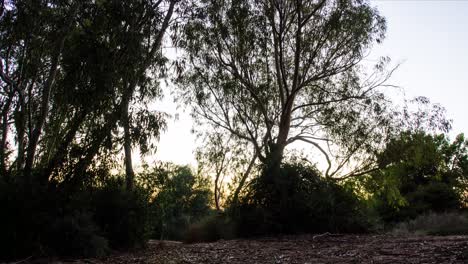 Ein-Zeitraffer-Des-Sonnenuntergangs-Hinter-Der-Silhouette-Der-Bäume-In-4K