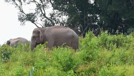 Gesehen-Auf-Einem-Hang-Mit-Hohem-Gras,-Das-Sich-An-Einem-Sonnigen-Und-Windigen-Nachmittag-Nach-Links-Bewegt,-Indischer-Elefant,-Elephas-Maximus-Indicus,-Thailand