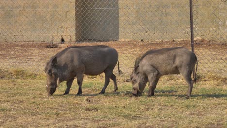 Afrikanische-Warzenschweine,-Die-Gras-Essen-Und-Gehen