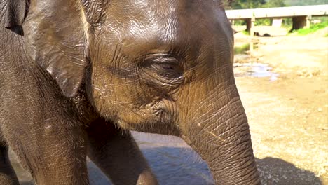 Elefanten-Von-Thailand
