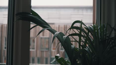 Indoor-scene-with-a-green-plant-standing-in-a-window,-overlooking-the-outside-environment-as-it-snows-lightly-from-the-bright-sky