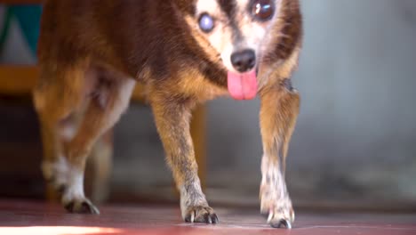 Tailandia-Cámara-Lenta-Perro-Chihuahua-Viejo-Y-Feo