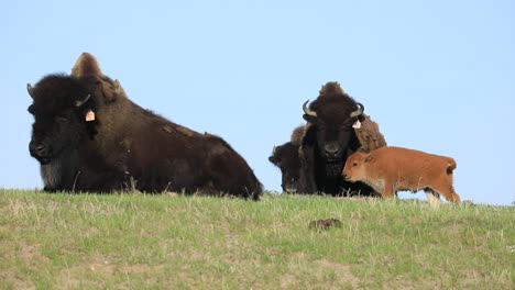 Herd-of-Bison-relaxing-and-standing-in-grass-field-with-baby-calves