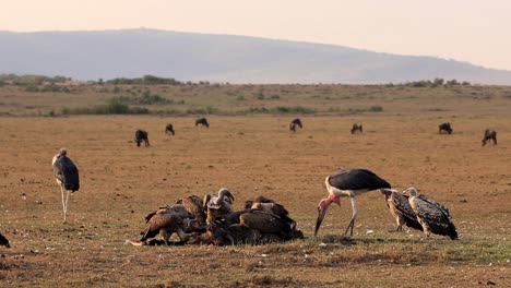 Flock-of-wild-scavenger-vultures-and-marabou-stork-feeding-on-rotten-wildebeest-corpse-on-a-hot-sunny-day-in-the-desert-drylands-of-the-Serengeti-African-Savanna,-Kenya,-Africa