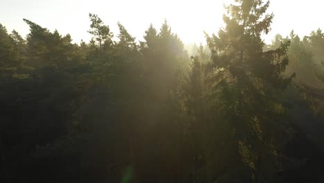 Drone-aerial-view-of-forest-in-early-morning