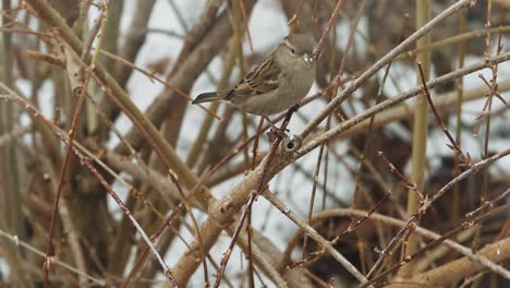 Cute-little-female-sparrow-in-wintertime-flies-on-a-branch,-checks-the-environment-and-flies-away-again