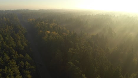 Drone-aerial-view-of-forest-in-early-morning