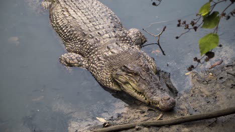 Crocodylus-Porosus---Salzwasserkrokodil,-Das-Mit-Dem-Kopf-Am-Flussufer-Im-Feuchtgebietsreservat-Sungei-Buloh,-Singapur,-Schläft