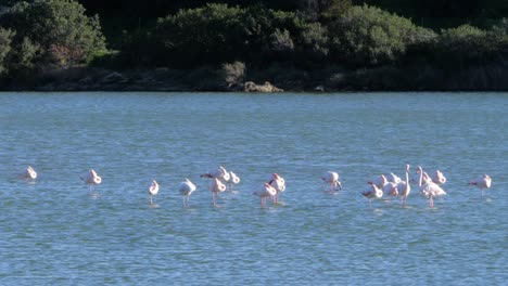 Close-up-shot-of-wild-flock-of-pink-flamingos-standing-in-shallow-coastal-lagoon-in-Sardinia,-Italy