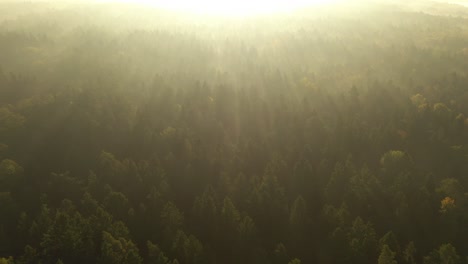 Drohnen-Luftaufnahme-Des-Waldes-Am-Frühen-Morgen