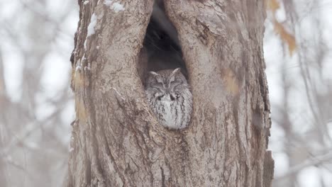 An-eastern-screech-owl-rests-in-a-large-tree-cavity-during-a-heavy-snowfall