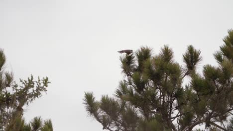 Two-Merlin-Raptors-mate-while-perched-on-a-Pine-Tree