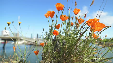 Schöne-Orangefarbene-Mohnblumen-Mit-Hafen-Und-Dock-In-Verschwommenem-Hintergrund---Selektiver-Fokus,-Langsamer-Gleitschuss