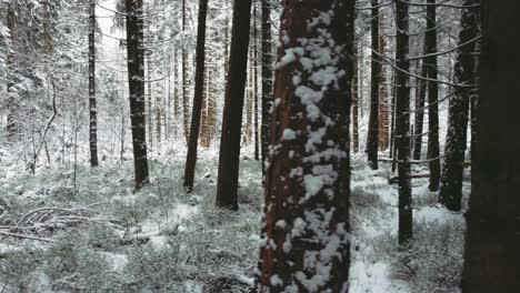 4k-Uhd-Luftdrohnenclip-Eines-Schmalen-Verschneiten-Fußwegs,-Umgeben-Von-Schneebedeckten-Kiefern-In-Einem-Wald-Im-Winter-In-Bayern,-Deutschland