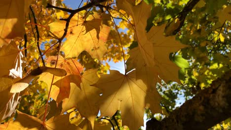 Sonnenlicht-Strömt-Durch-Gelb-orange-Herbstblätter