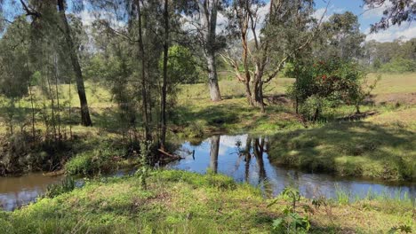 Slow,-stylish-tracking-shot-of-a-peaceful-and-shady-Australian-creek-and-waterhole,-surrounded-by-lush-green-bushland