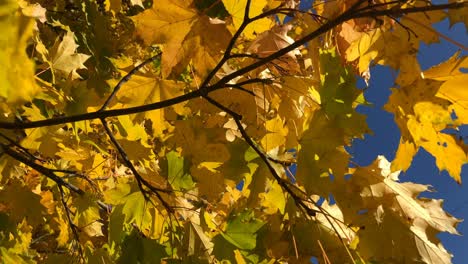 Closeup-view-of-golden-autumn-leaves.-Fall-season