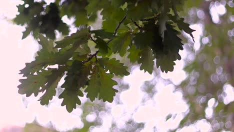Oak-Leaves-in-the-Early-morning,-lots-of-bocce-and-depth-of-field