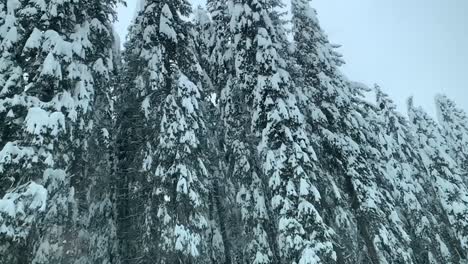 Spruce-trees-covered-with-snow-in-the-forest-in-slowmotion