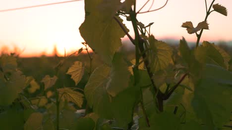 Closeup-shot-of-a-vine-with-the-sunset-in-the-background-at-a-vineyard-in-Waipara,-New-Zealand