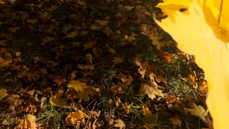 Closeup-view-of-golden-autumn-leaves.-Fall-season