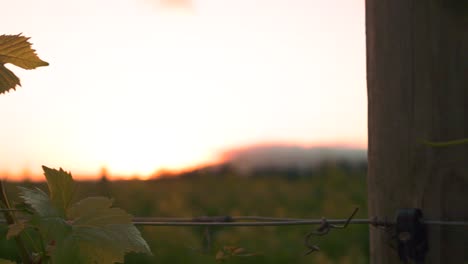 Closeup-slow-right-to-left-panning-shot-of-a-bunch-of-leaves-on-a-vine-in-a-vineyard-during-the-sunset-dusk-hours-in-Waipara,-New-Zealand