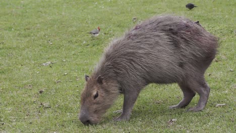 Close-up-of-capybara-grazing