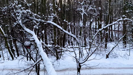 Snowy-Environment-In-A-Forest---Dormancy-Of-Trees-During-Winter---Wide-Shot