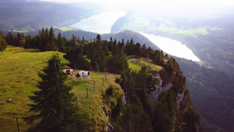 Aerial-Shot-Drone-Cows-on-Mountain-Beautiful-view-to-Lucerne-lake-,-mountain-Rigi-and-Buergerstock-from-Pilatus,-Swiss-Alps,-Central-Switzerland