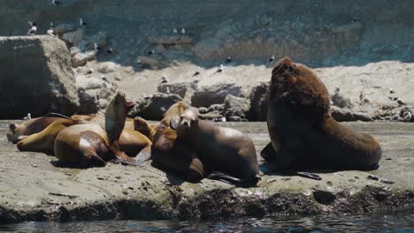 Slow-pan-showing-shouting-sea-lion-family-relaxing-on-coastline-during-beautiful-weather