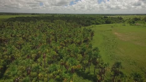 Drone-shot-of-a-group-of-moriches-palms-in-a-green-savanna