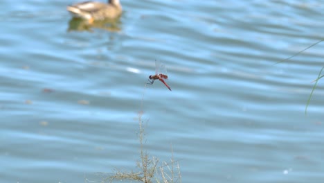 A-red-dragonfly-holds-onto-a-branch-of-a-small-bush-during-a-windy-day-at-the-park,-while-a-duck-swims-along-the-pond-in-the-background