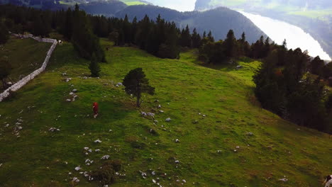 Aerial-Shot-Drone-Cows-on-Mountain-Beautiful-view-to-Lucerne-lake-,-mountain-Rigi-and-Buergerstock-from-Pilatus,-Swiss-Alps,-Central-Switzerland