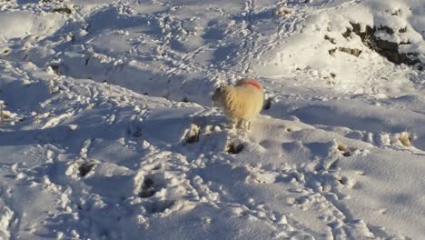 Schafe-Grasen-Und-Hinterlassen-Spuren-In-Der-Verschneiten-Kalten-Britischen-Winterlandschaft-Luftverfolgung-Dolly-Links