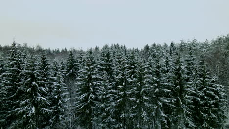 Aerial-view-of-spectacular-nature-shot-in-winter-with-snow-covered-Conifer-Forest-in-wilderness-and-cloudy-sky-in-background