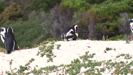 Penguins-making-love-|-African-Penguin-Colony-at-the-Beach-in-Cape-Town,-South-Africa,-Boulders-Beach