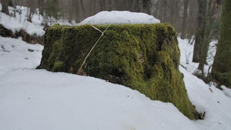 Trunk-covered-with-moss-in-the-forest-in-winter