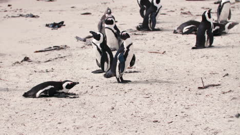 African-Penguin-Colony-at-the-Beach-in-Cape-Town,-South-Africa,-Boulders-Beach