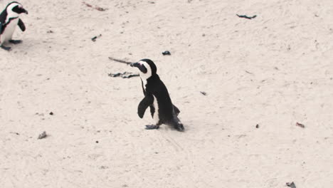 Colonia-De-Pingüinos-Africanos-En-La-Playa-De-Ciudad-Del-Cabo,-Sudáfrica,-Playa-De-Cantos-Rodados