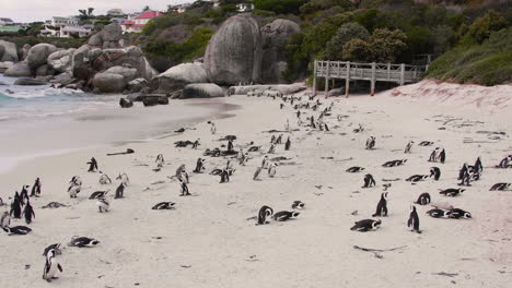 Colonia-De-Pingüinos-Africanos-En-La-Playa-De-Ciudad-Del-Cabo,-Sudáfrica,-Playa-De-Cantos-Rodados