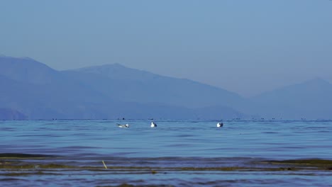 Gulls-swim-on-calm-clear-water-of-the-lake-with-mountain-background,-low-angle-shot