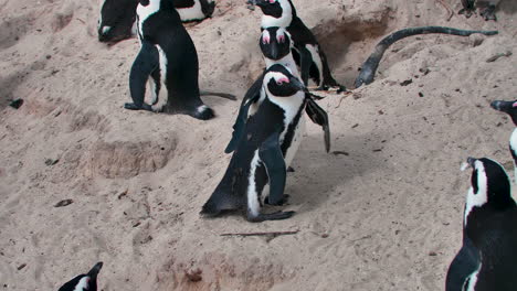Pingüinos-Lindos-Caricias-|-Colonia-De-Pingüinos-Africanos-En-La-Playa-De-Ciudad-Del-Cabo,-Sudáfrica,-Playa-De-Cantos-Rodados