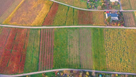 Aerial-top-down-flying-sideways-across-huge-colourful-vineyard-during-autumn-with-beautiful-colours-and-valley-in-4k-in-Stuttgart-Germany