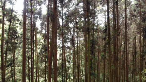 Una-Foto-De-Un-Dron-De-Un-Bosque-En-El-área-De-Educación-Natural-De-Xitou-Con-Una-Cámara-Moviéndose-Entre-Los-árboles